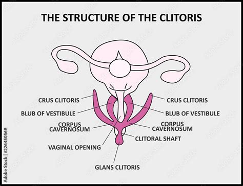 clitorus closeup|The Clitoris: Anatomy and 3D Illustrations .